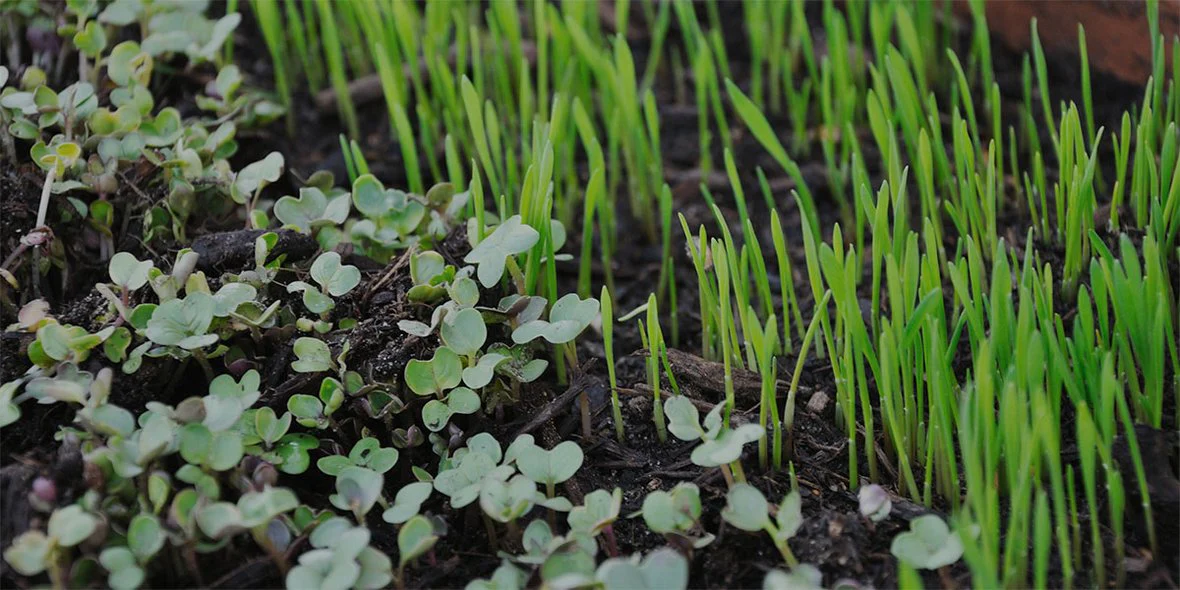 Cultivate Your Own Garden Sanctuary
